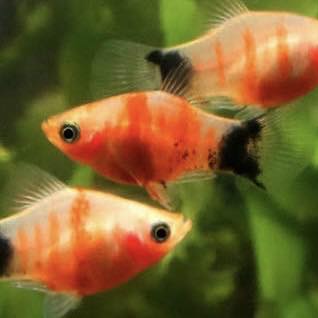 Platys Mickey Mouse tigrés