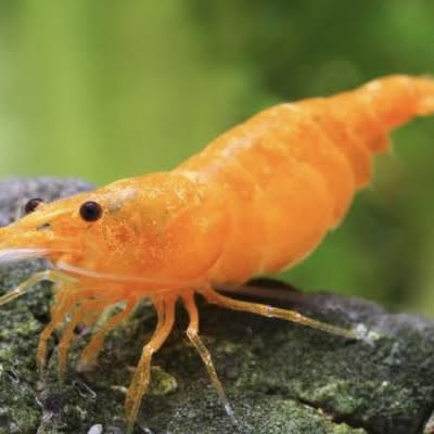 Crevette Orange Sakura sur une roche