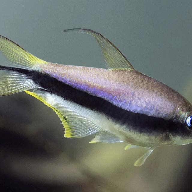 Tétra empereur nageant dans un aquarium planté