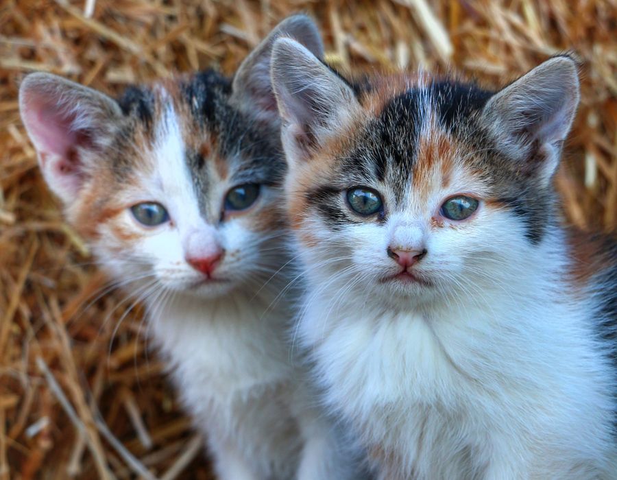 Chatons tigrés dans le foin