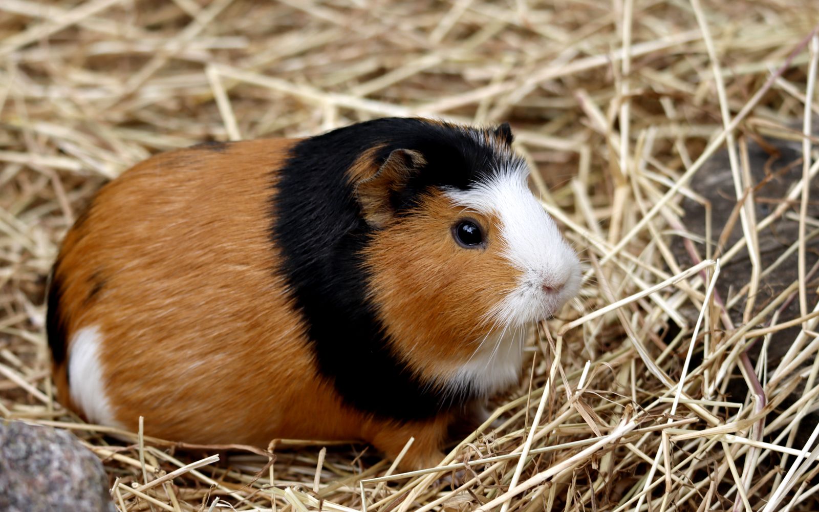 Cochon d’Inde bien installé sur son foin, la mascotte de l’animalerie