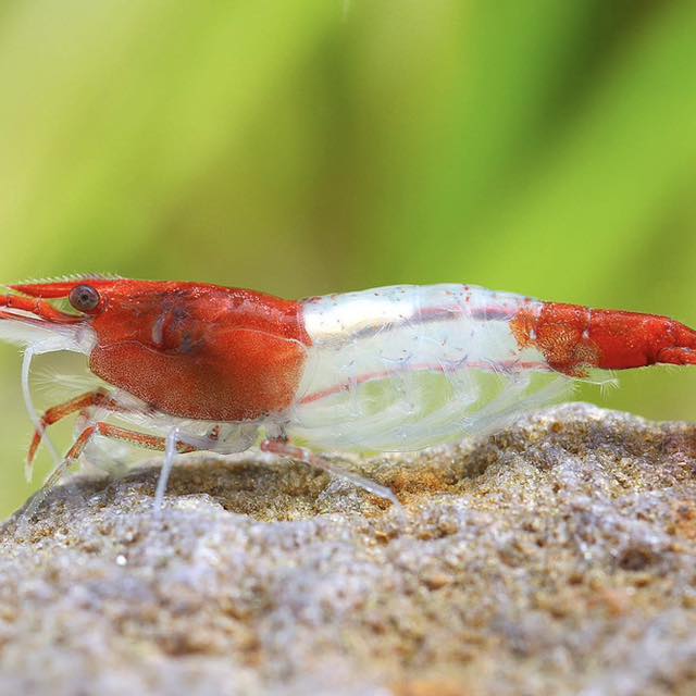 Crevette Red Rili sur une roche dans un aquarium planté
