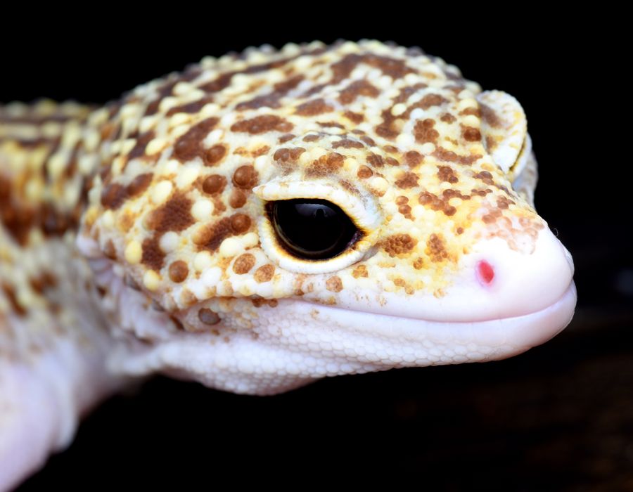 Gecko léopard en gros plan