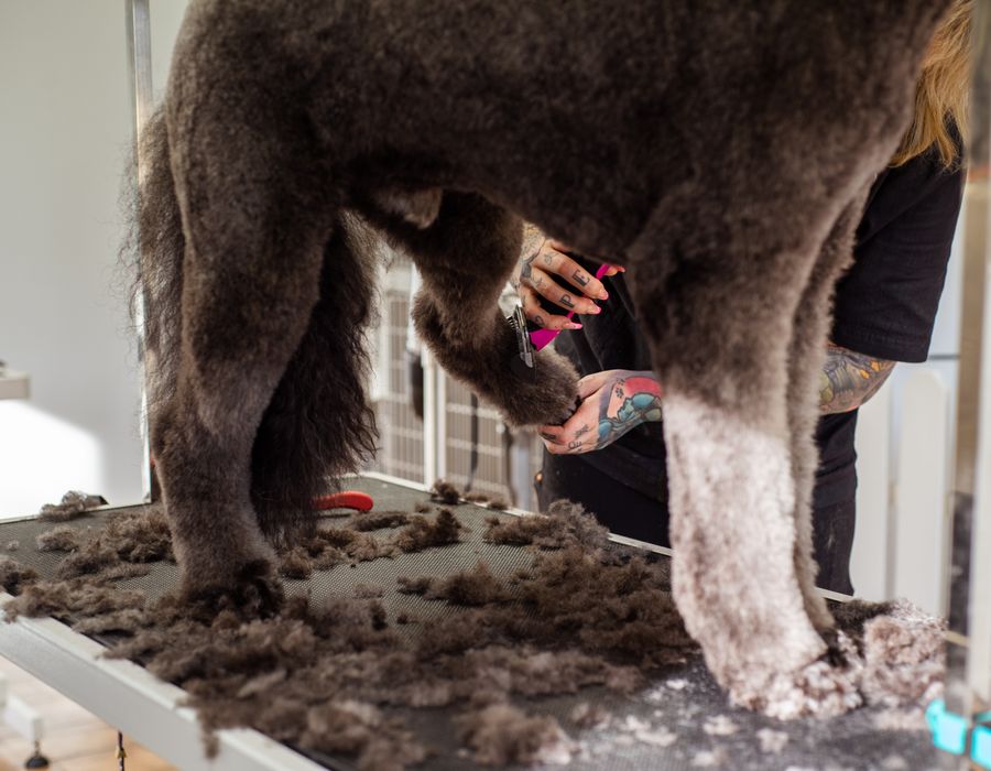 Chien brossé lors d’un toilettage